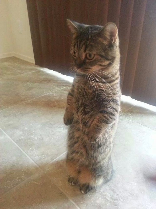 Эти забавные животные