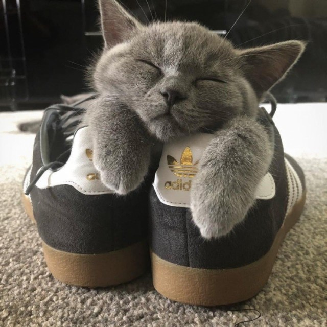 Эти забавные животные