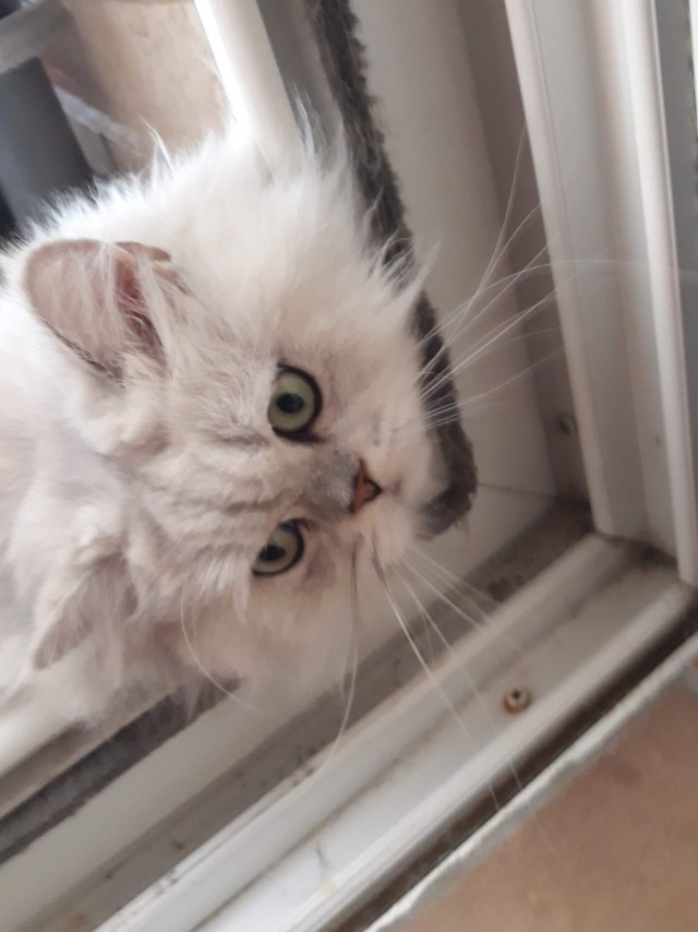 Коты это жидкость или пушистость: и вновь продолжается спор