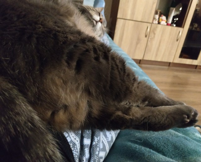 Котовторник. Добавляйте своих