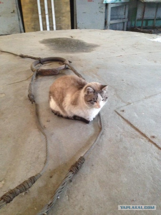 Котаны с забавным окрасом