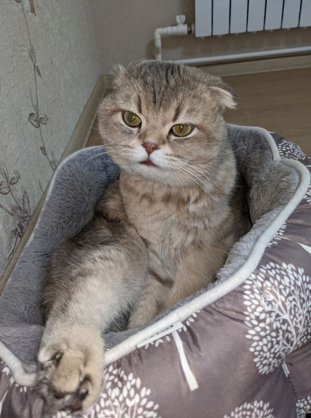 С котовторником!