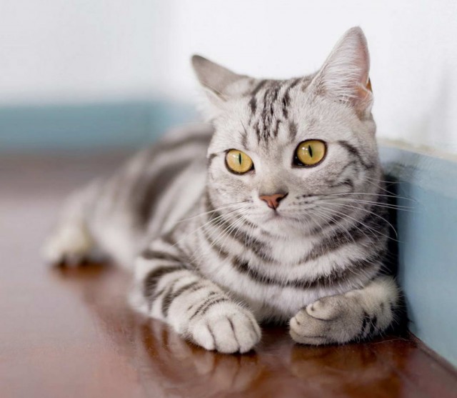 Которник