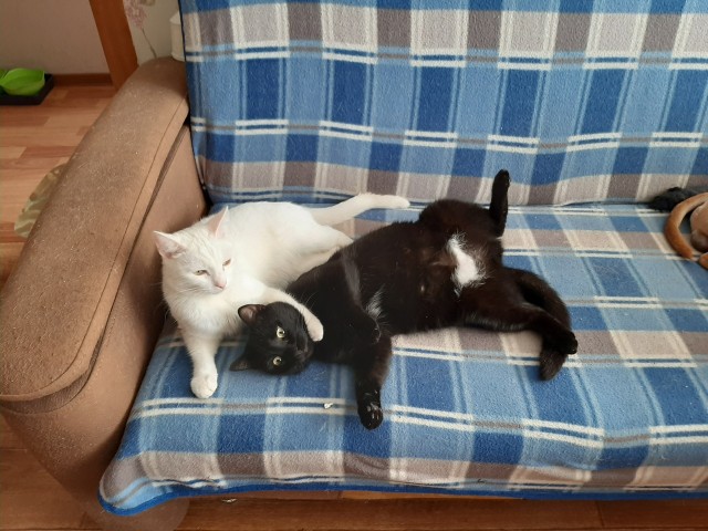 Котовторник