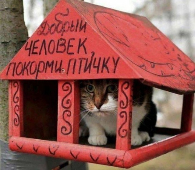Всяческие картинки 12.01.2022