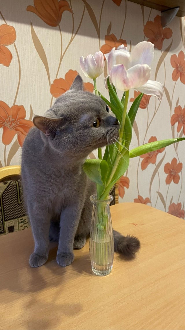 Это один и тот же кот