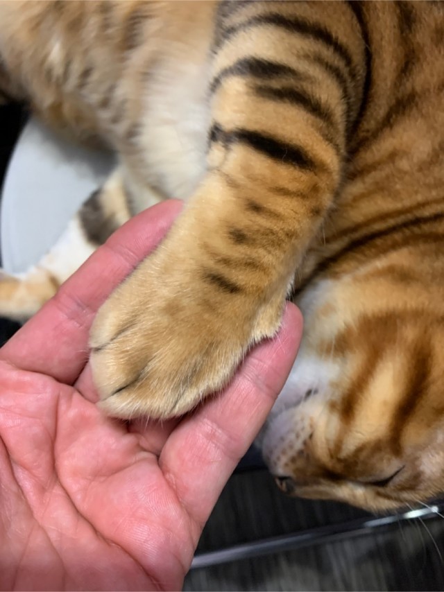 Ну, поехали в котоввторник!