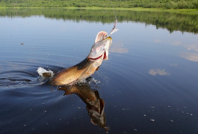 Рыбаки есть на сайте?