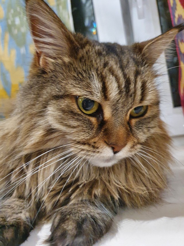 Ура! Котовторник.