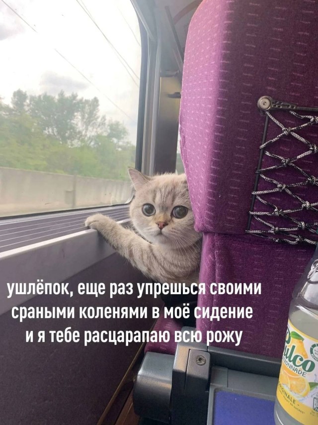 Мемы на конец июля