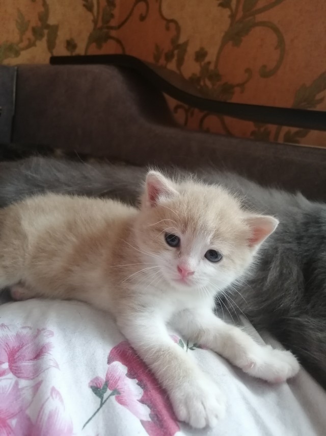 На котовторник
