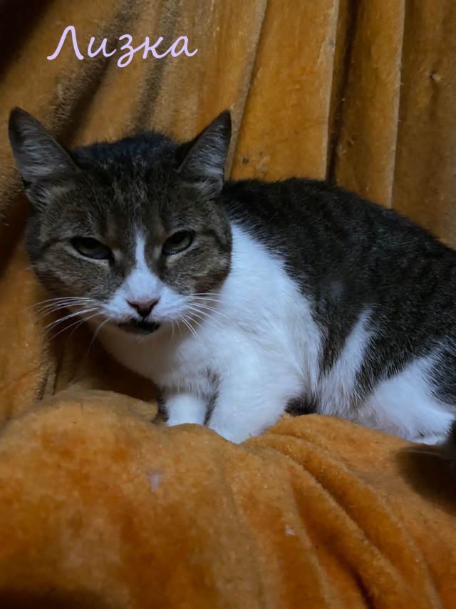 Жизнь домашнего приюта "Котоленд" 362