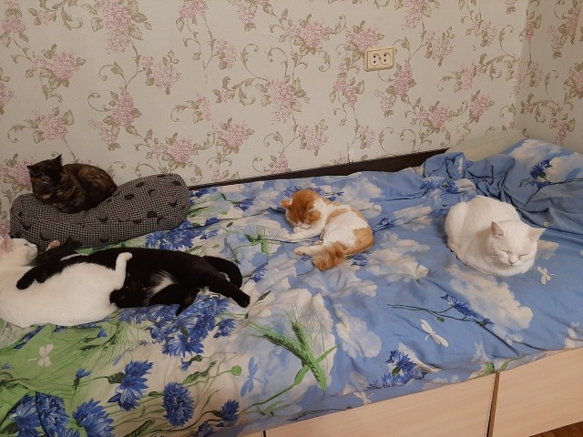 Мой котовторник