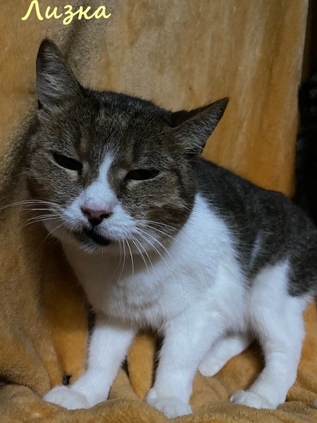 Жизнь домашнего приюта "Котоленд" 365