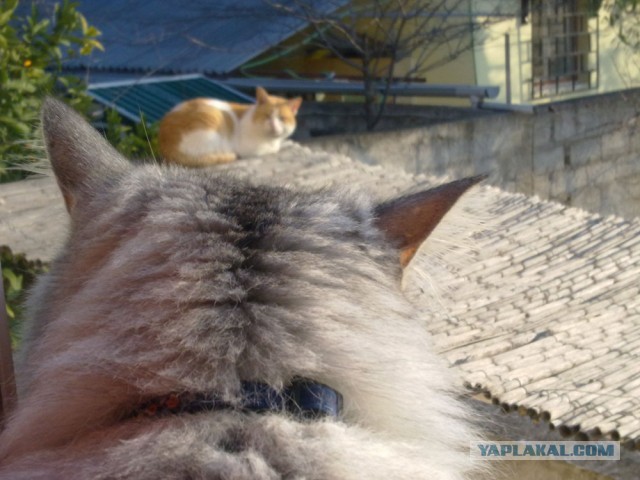 Котовторник  19.03.2013
