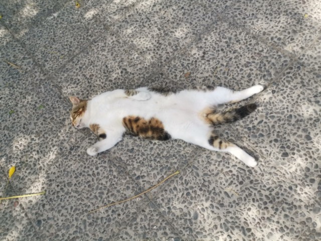 Кошаки. Греческие