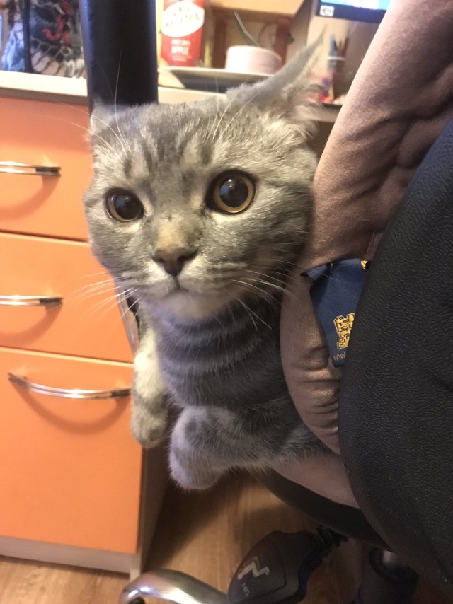 Сегодня всемирный день кошек!