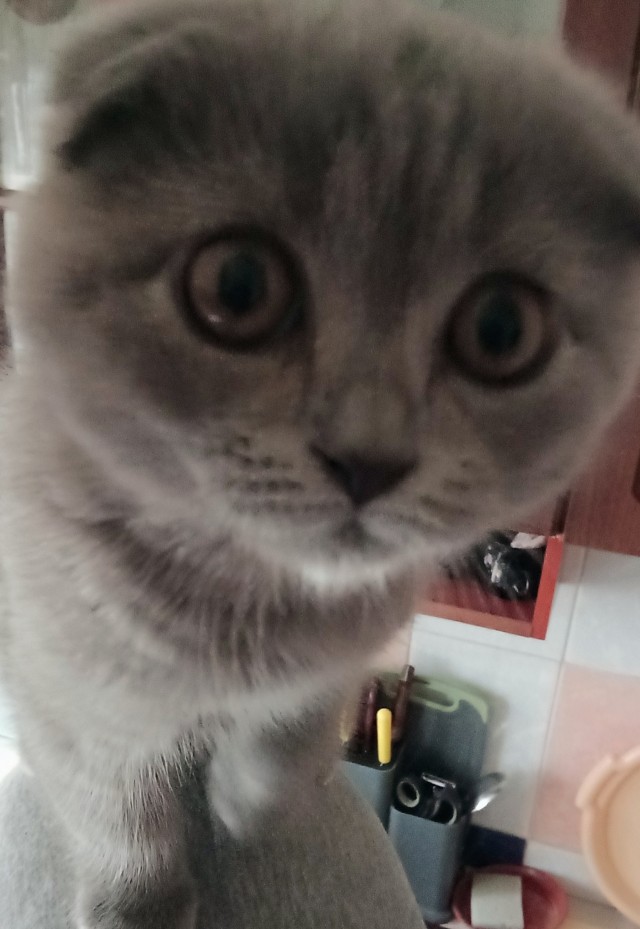 Котовторник