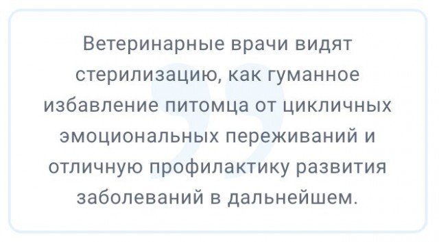 Регионам разрешили усыплять бездомных собак