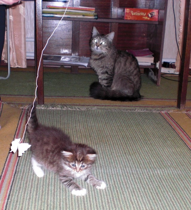 Котовторник 09.04.2013