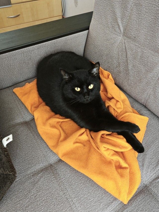 Котовторник 18.10.22