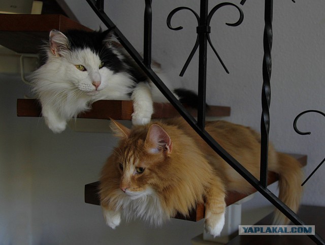Котовторник 16.04.2013