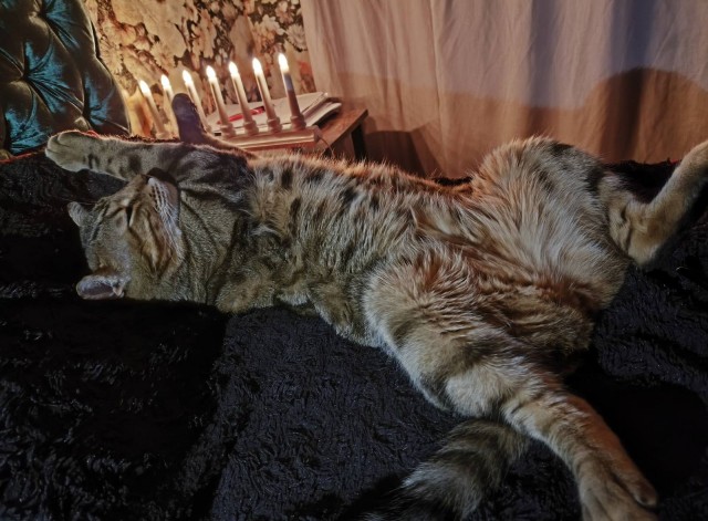 Сегодня котовторник
