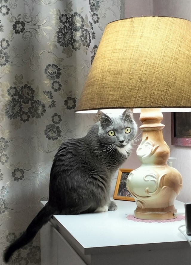Есений (котовторник)