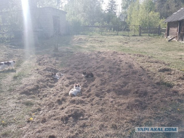 Жизнь домашнего приюта для котеек 542