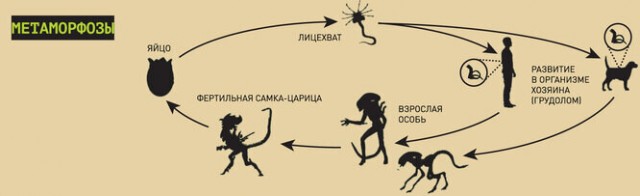 Чужой и Хищник с точки зрения биологии