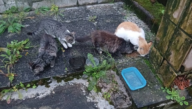 Литболталка