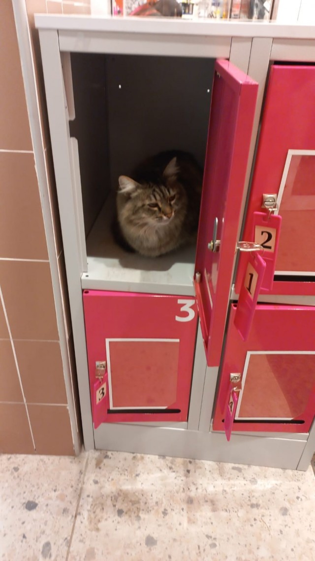 Коты любят коробки)