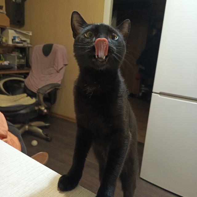 Котоотчет