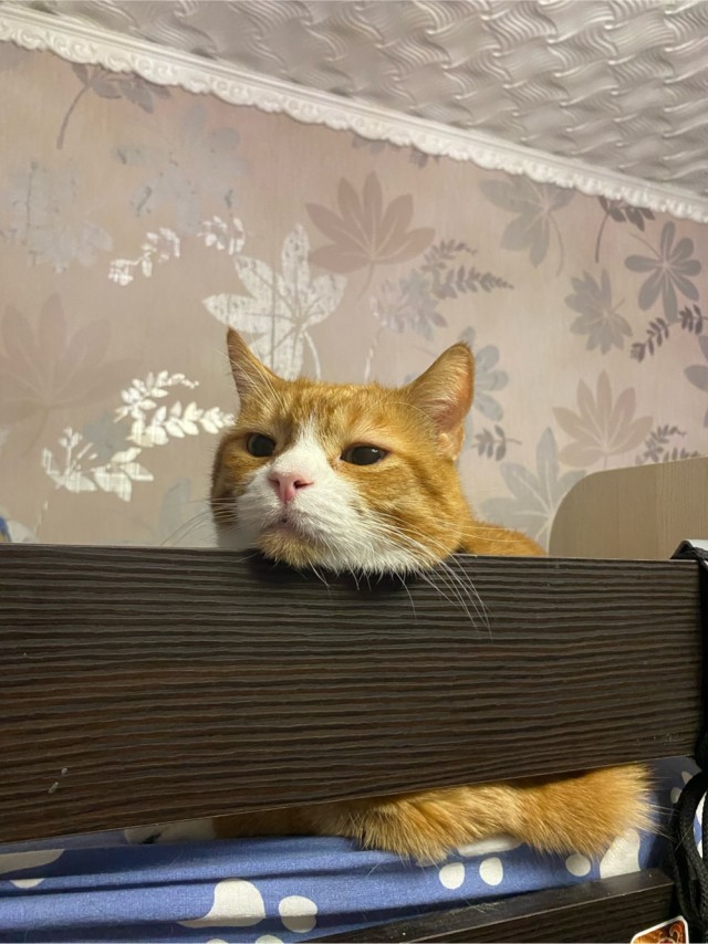 А котовторник уже пришёл?