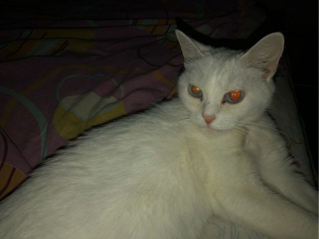 Котовторник же!