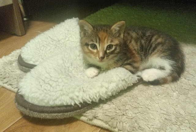 Уличных трёхцветных кошек тред