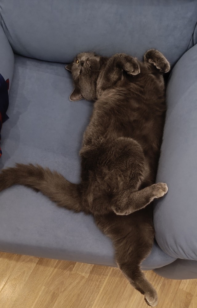 Хорошо что сегодня вторник. Котовторник)
