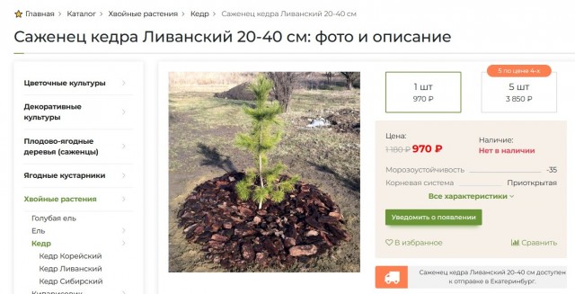 ЯП познавательный - Кедр