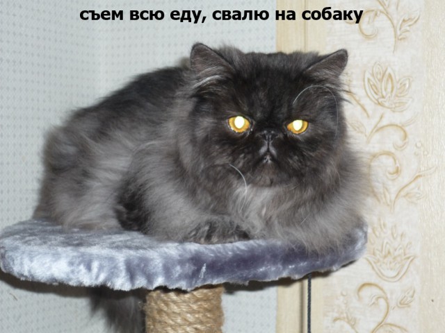 Котоподборка