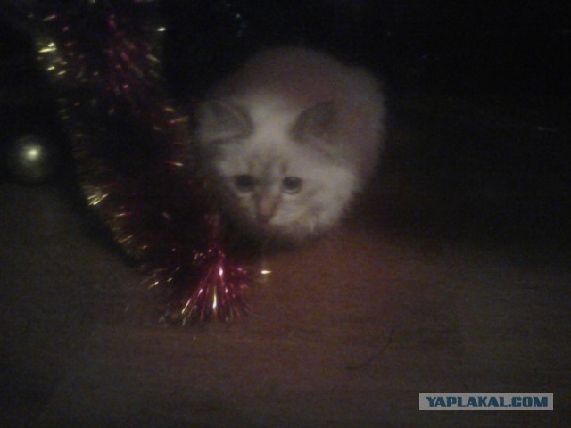 Котовторник   31.12.  2013