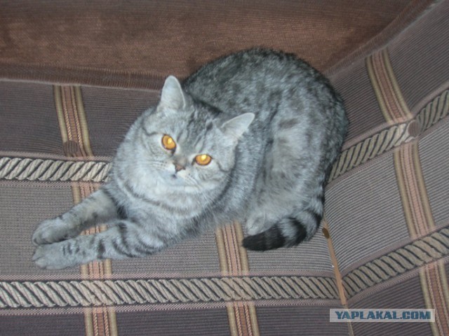 Котовторник 25.02.2014