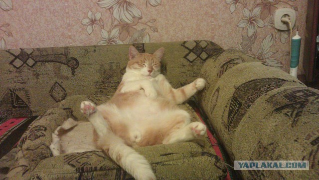 Котовторник 6.05.2014