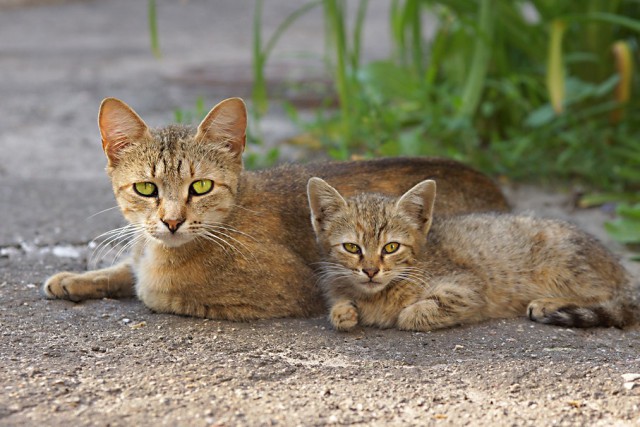 Котовторник  08.07.2014