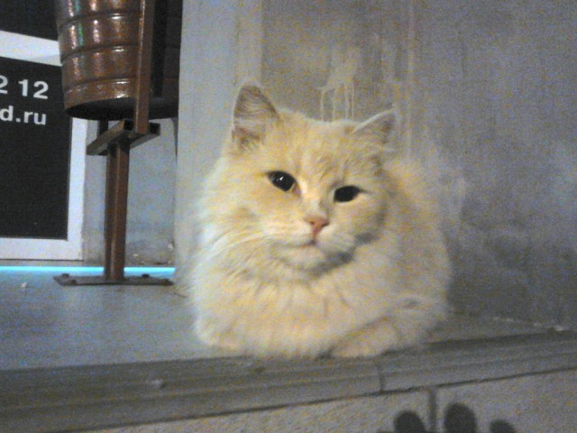 Котовторник 30.09.2014