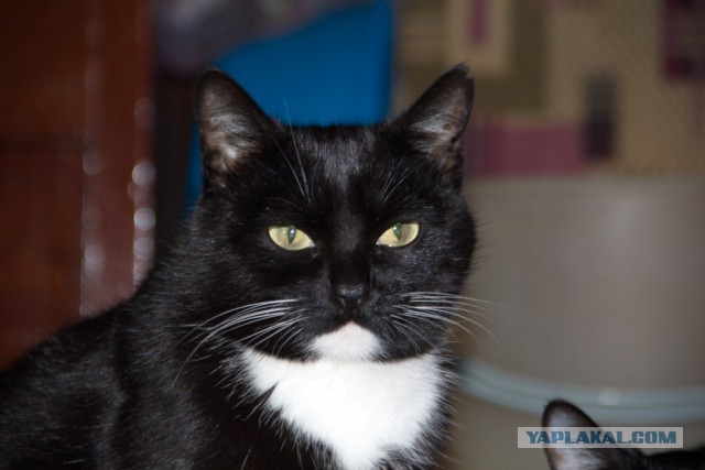 Котовторник 04.11.2014