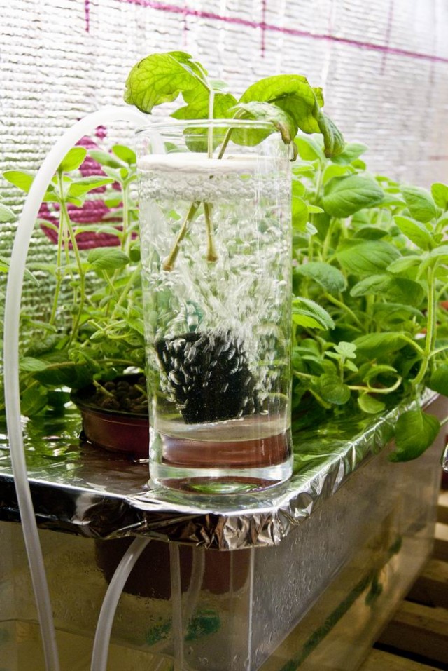 способ выращивания растений в воде без почвы