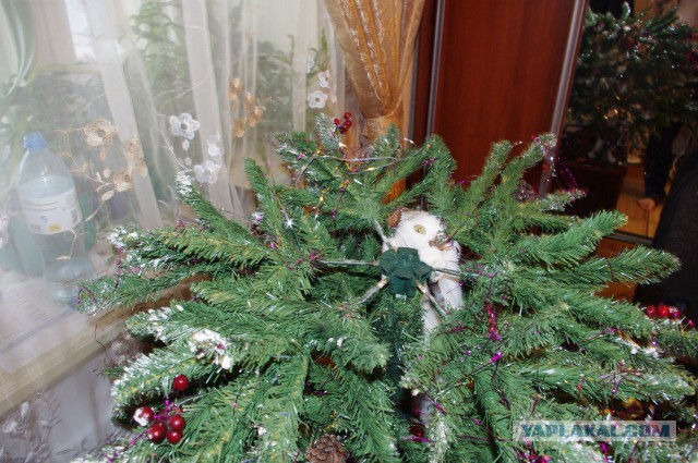 Котовторник 30.12.2014