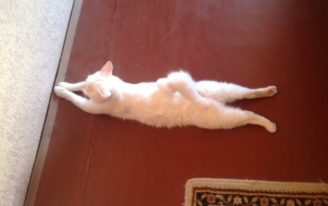 Коты, постигшие искусство сон-фу.