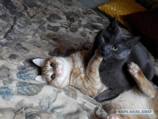 Котовторник 28.04.2015