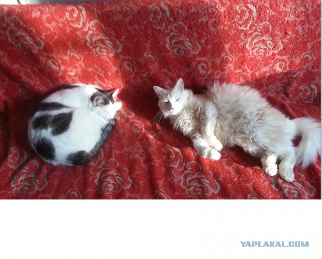 Котовторник 09.06.2015